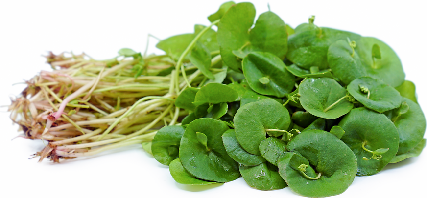 Miners Lettuce picture