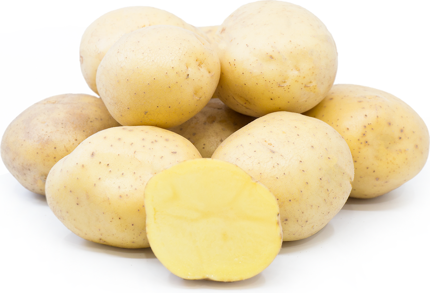 Organic Potato Yukon Gold picture