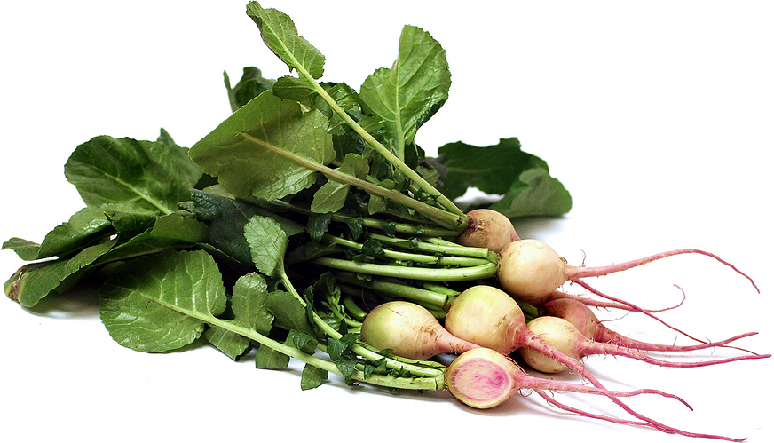 Watermelon Radish picture