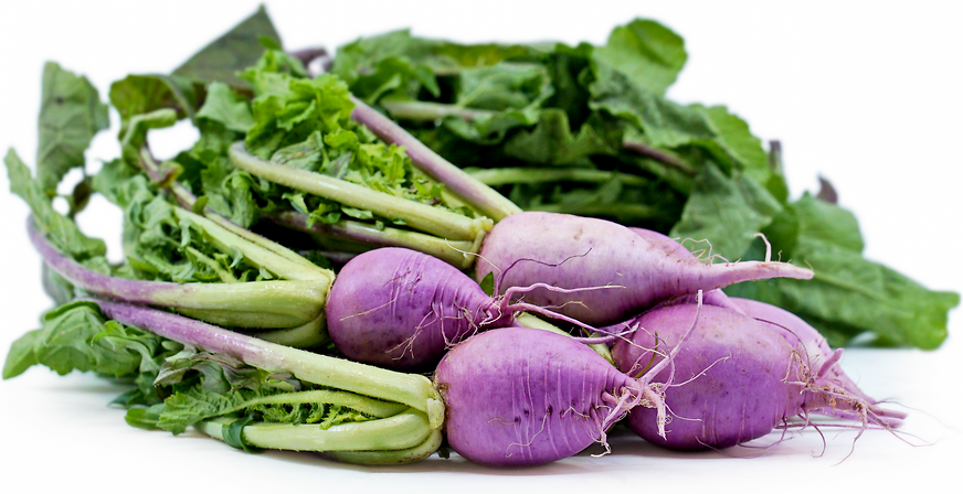 Purple Radish picture