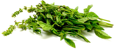 Basil picture