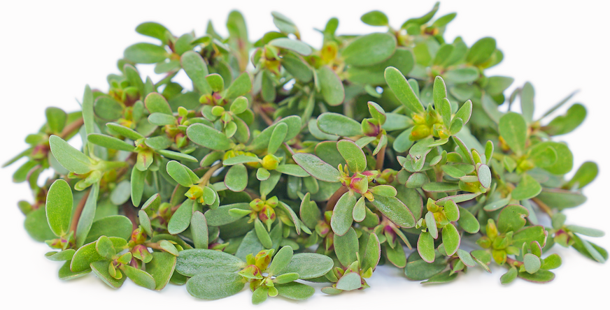 Purslane picture