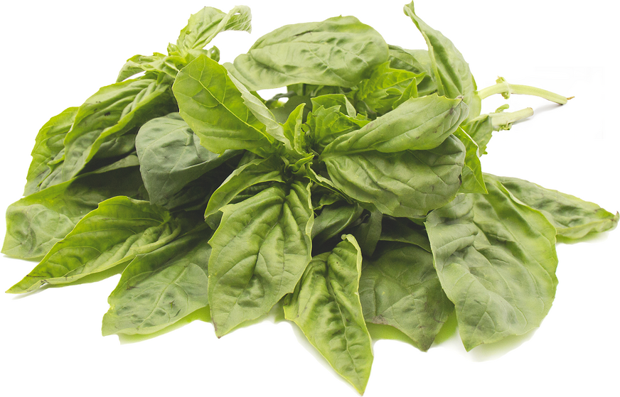 Basil picture