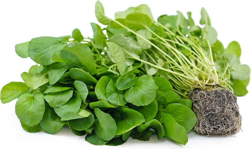 Upland Watercress picture