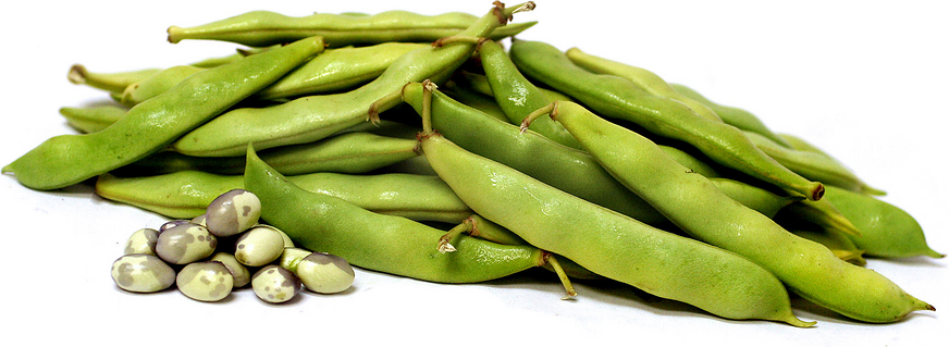 Calypso Shelling Beans picture