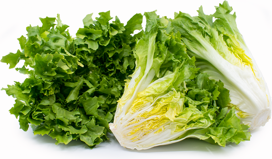 Escarole picture