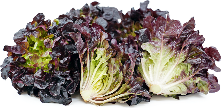 Red Oak Lettuce picture