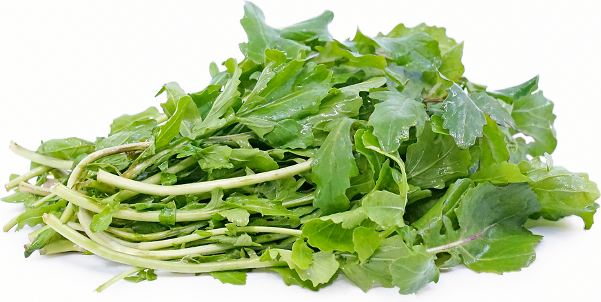 Arugula picture