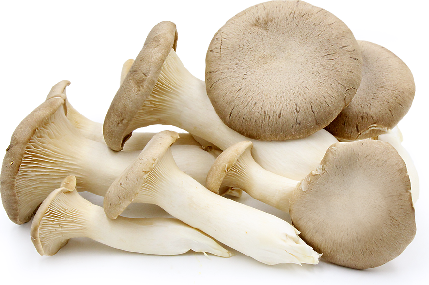 King Trumpet Oyster Mushrooms picture