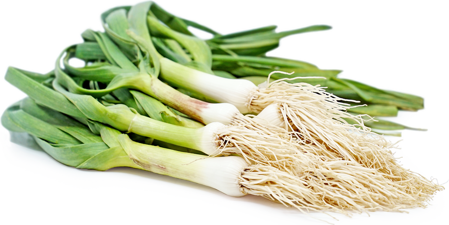 Green Garlic picture