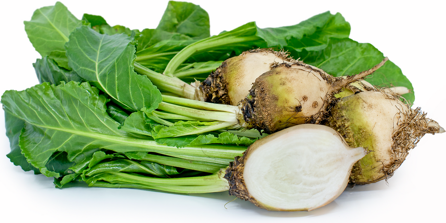 Large White Beets picture
