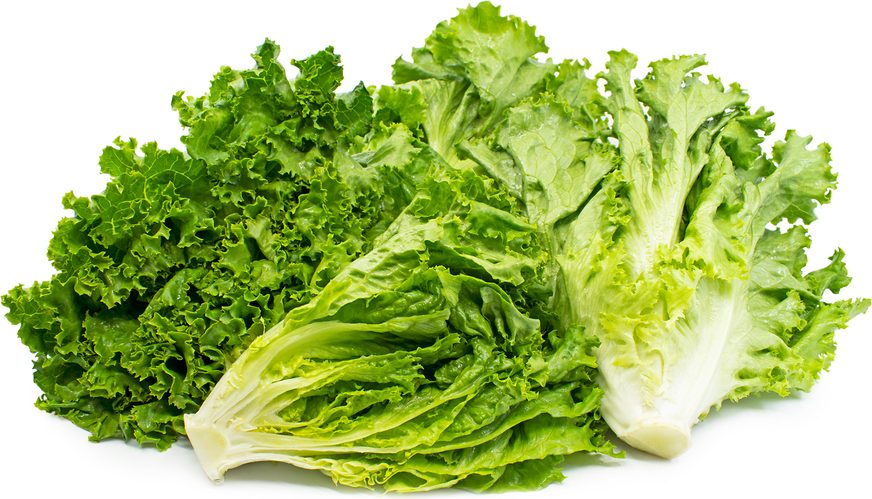 Green Leaf Lettuce picture