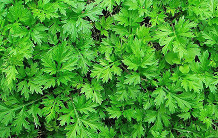 Asiatic Wormwood picture