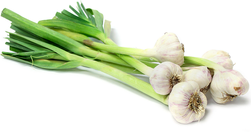 Green Spring Garlic picture