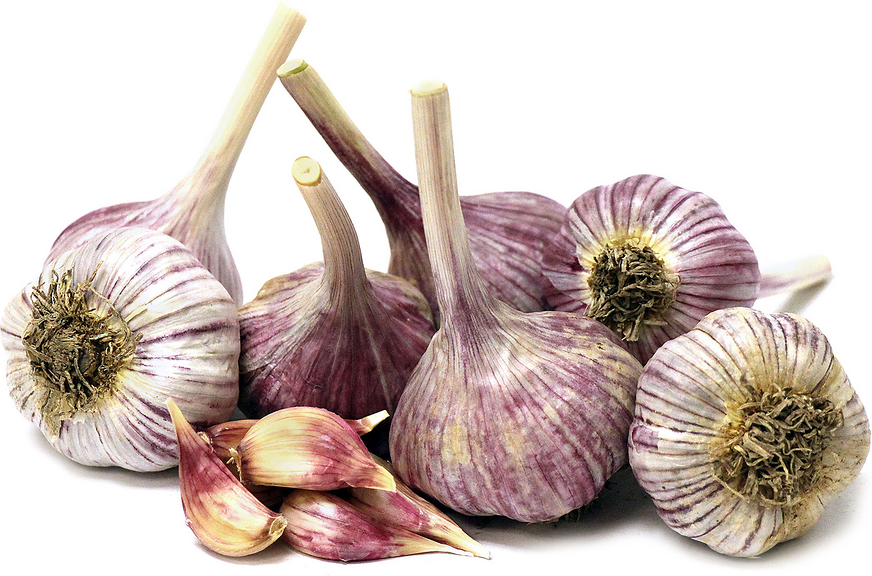 Bogatyr Garlic picture