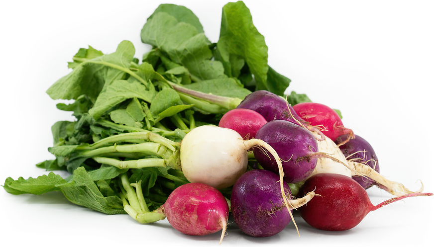 Easter Egg Radish picture