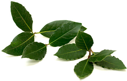 Bay Leaves picture