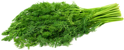 Dill picture