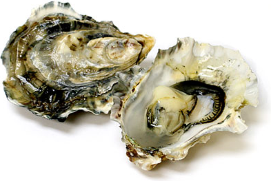 Oysters picture