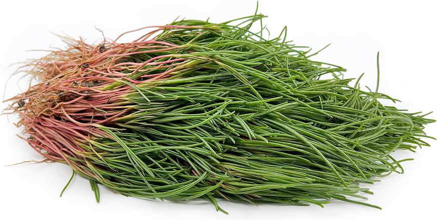 Italian Agretti picture