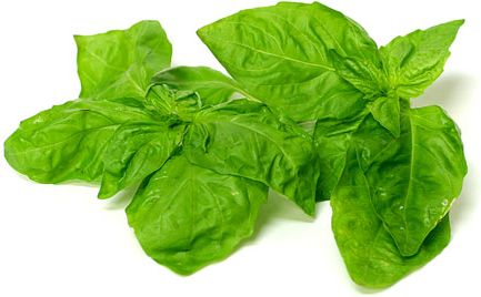 Sweet Basil picture