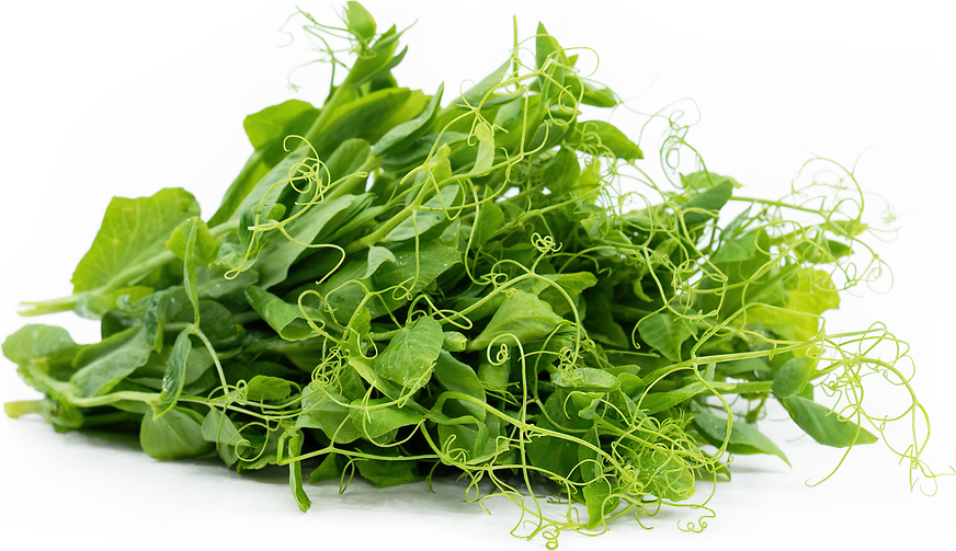 Pea Tendrils picture