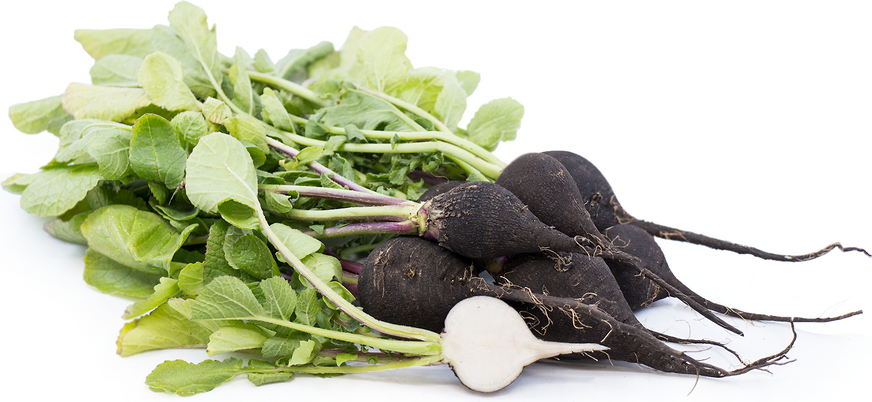 Black Radishes picture