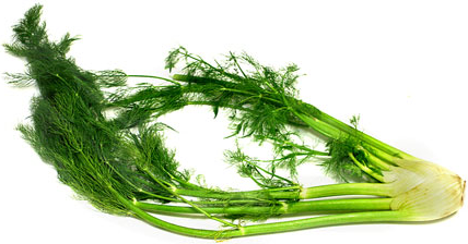 Fennel picture