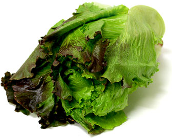 Red Leaf Lettuce picture