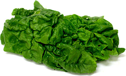 Bloomsdale Spinach picture