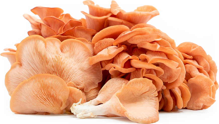 Pink Flamingo Oyster Mushrooms picture