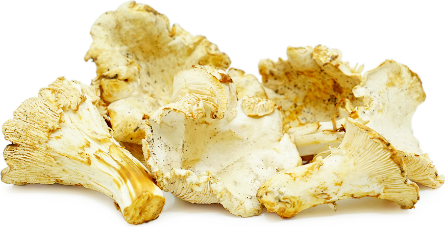 White Chanterelle Mushrooms picture