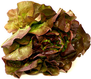 Lettuce Butter Red Hydro picture