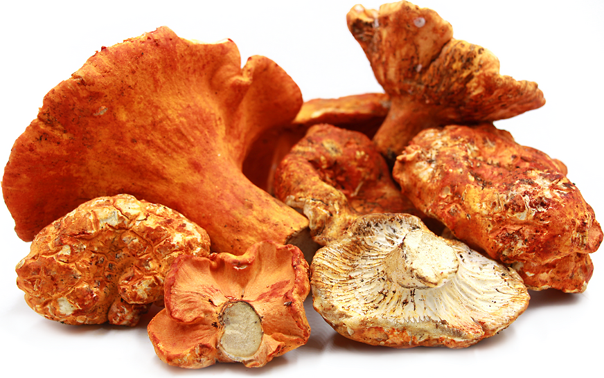 Lobster Mushrooms picture
