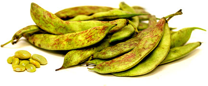 Tongue of Fire Shelling Beans picture