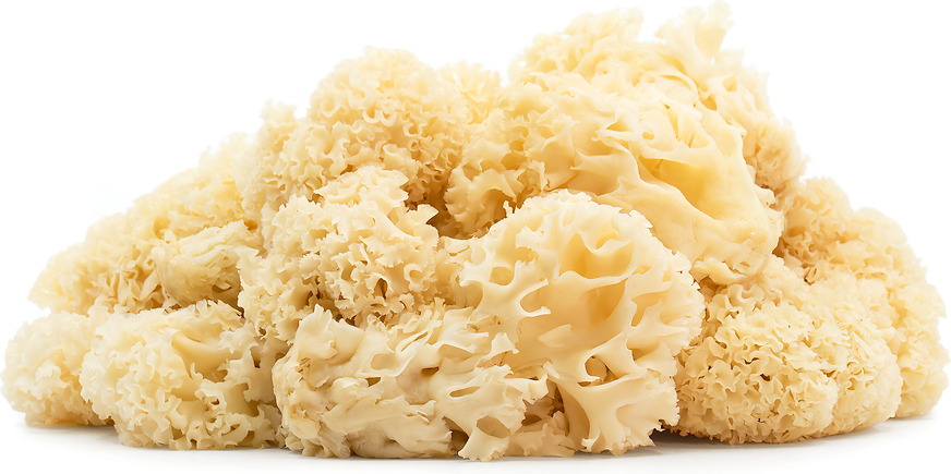 Cauliflower Mushrooms picture
