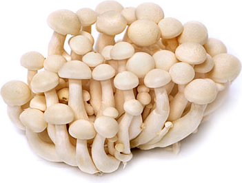 Hon Shimeji (White Beech) Mushrooms picture
