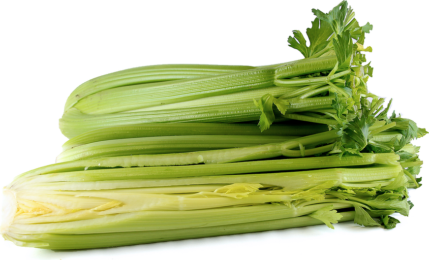 Celery picture