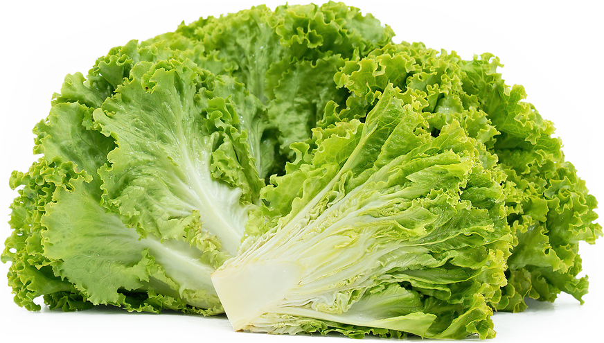 Green Leaf Lettuce picture