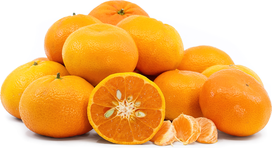 211q honey tangerine 211q honey tangerine