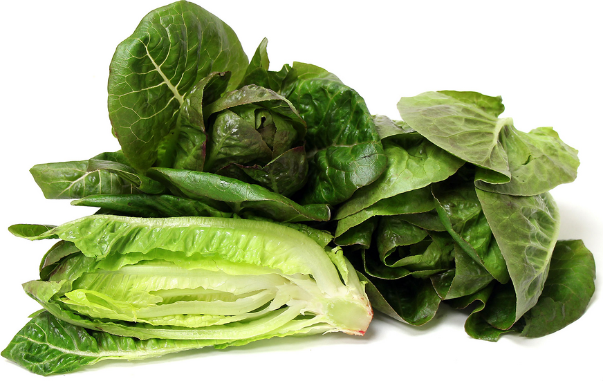 Romaine Lettuce picture