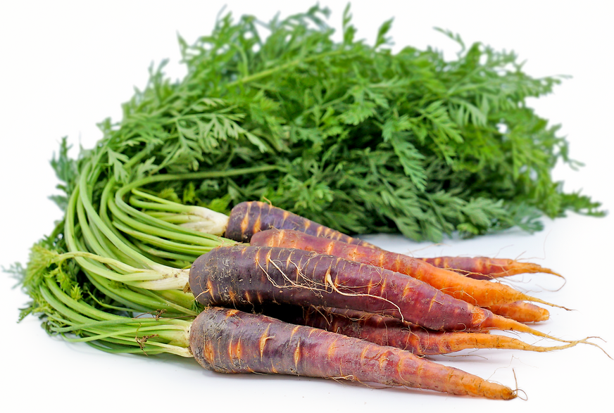 Purple Haze Bunch Carrots picture