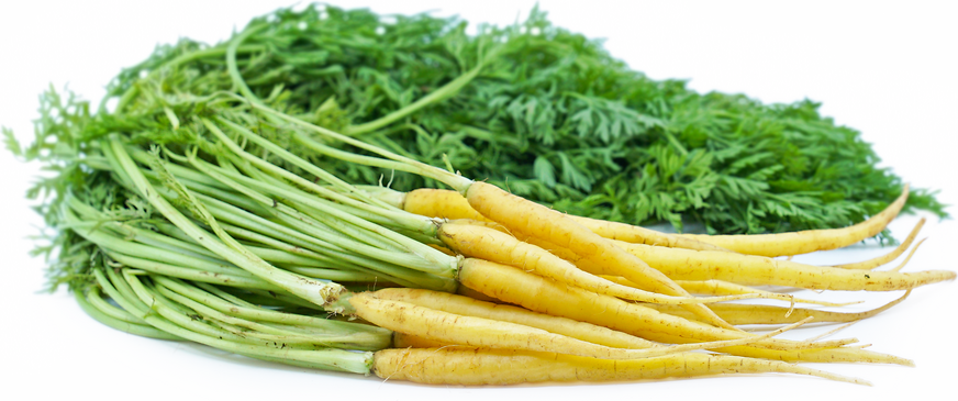 Yellow Bunch Carrots picture