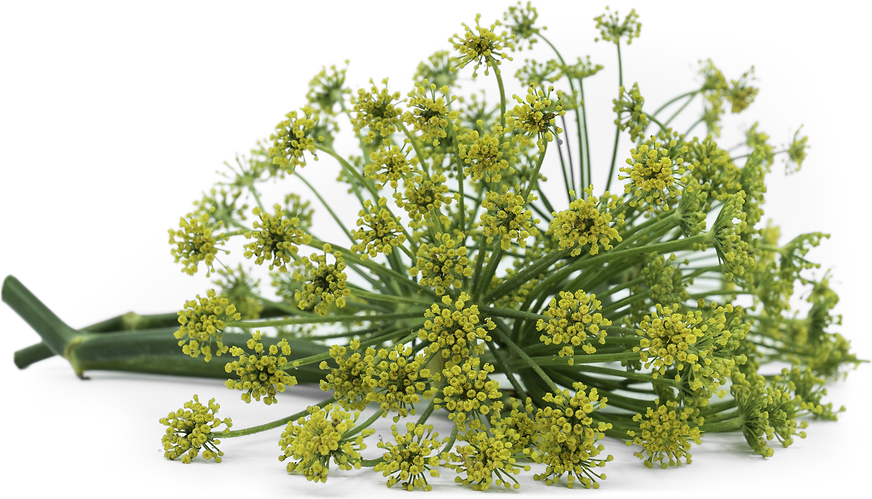 Fennel Blossom picture