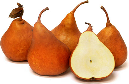 Golden Russet Bosc Pears picture