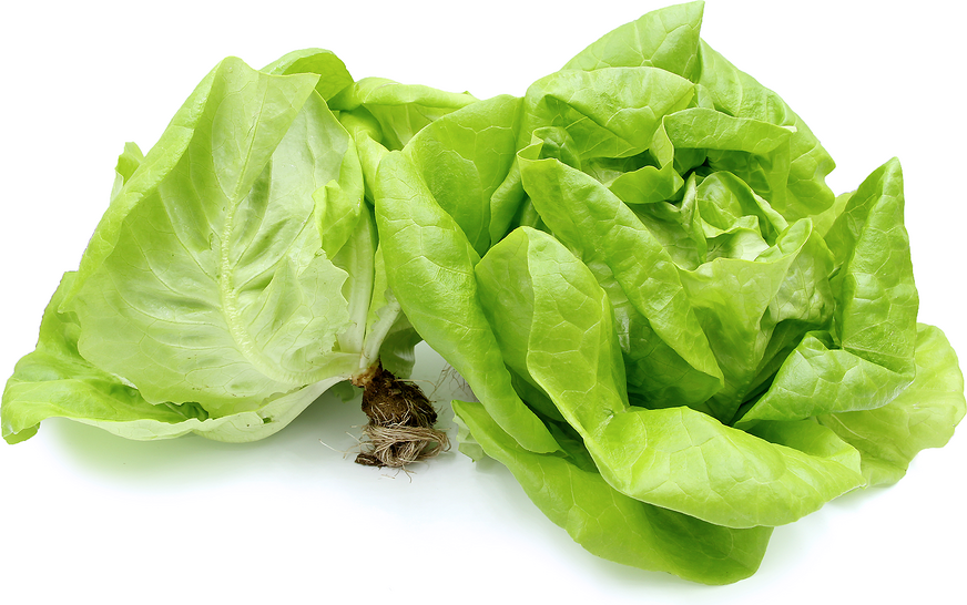 Organic Hydroponic Butter Lettuce (Go Green) picture