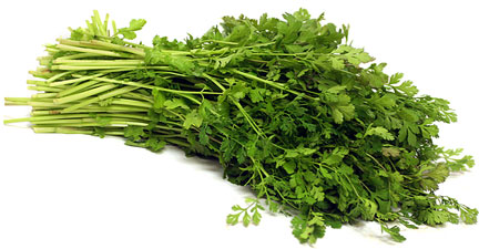 Cilantro picture