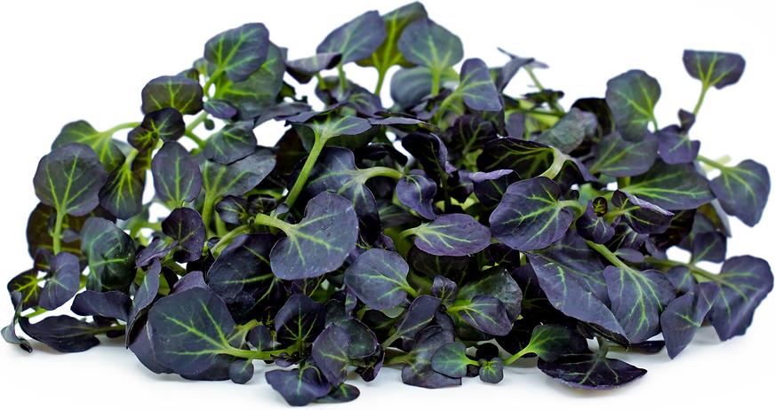 Petite® Watercress Red™ picture