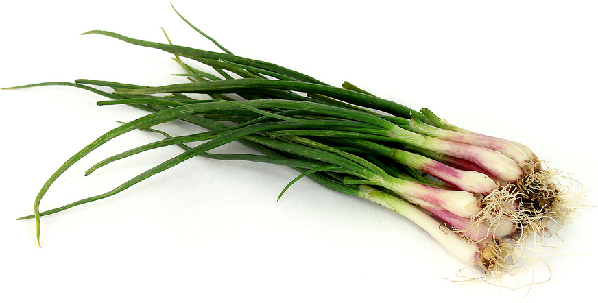 Spring Shallots picture