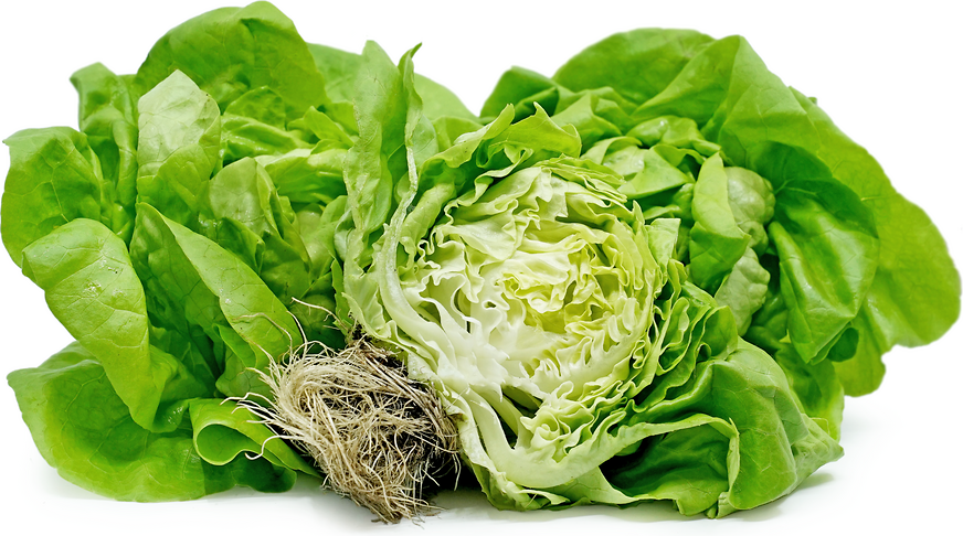 Hydroponic Boston Lettuce picture